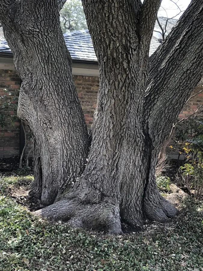 Mature heritage tree close to a Catarina property cared for by certified arborists